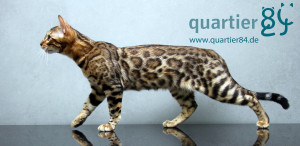 Koppiekatz Leni of quartier84, 6 Monate alt
