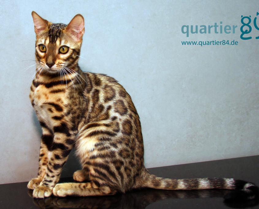 Koppiekatz Leni of quartier84, 6 Monate alt